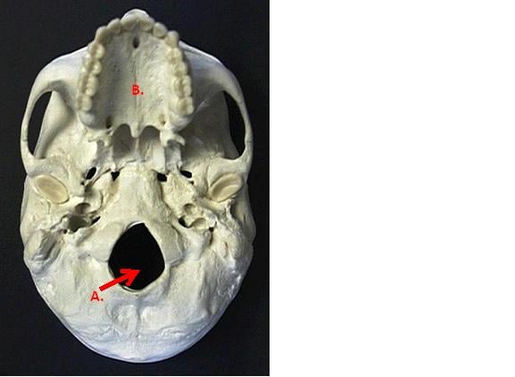 Unit II: Axial Skeleton & Articulations - Quiz, Trivia & Questions